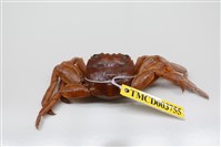 藏品(白紋方蟹)的圖片